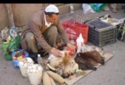 رفع أسعار الدواجن بنسبة 25%