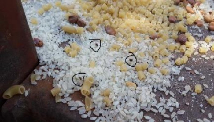 فضيحة بالفيديو و الصور .. مساعدات سلطات الانقلاب لغزة منتهية الصلاحية !!