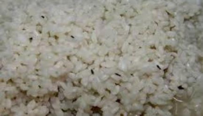 شركة الأرز لوزير تموين الانقلاب : الحشرات بتاكل المخازن وانت مش فاهم حاجة