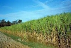 انتشار حالات الاغتصاب بالأراضي الزراعية في الأقصر .. آخرها لسائحة إنجليزية