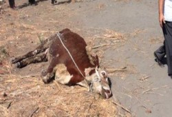 بعد نفوق 100رأس ببورسعيد..الانقلاب يوزع ماشية "مريضة" نفق العديد منها على الفقراء بالغربية