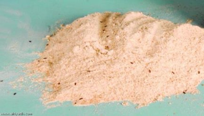 السوس والدود يغزو مستودعات الدقيق ببني سويف