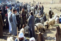 قوات امن الانقلاب بأسيوط تفض سوق المواشي بالقوصية بمدرعات و أليات عسكرية