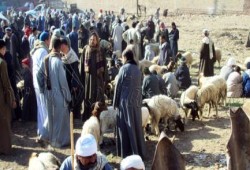 قوات امن الانقلاب بأسيوط تفض سوق المواشي بالقوصية بمدرعات و أليات عسكرية
