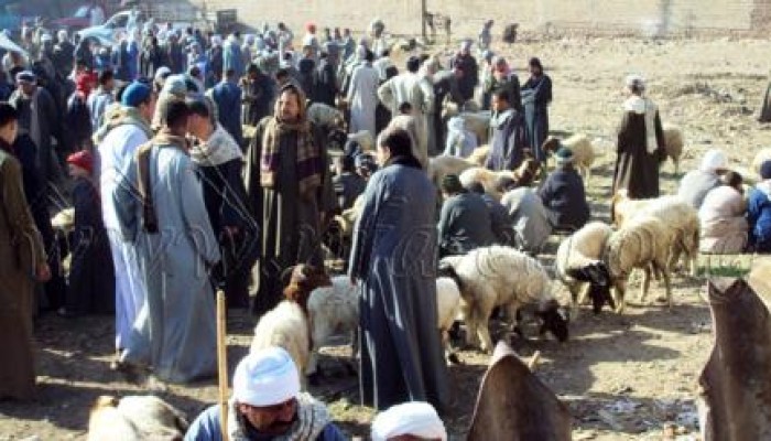 قوات امن الانقلاب بأسيوط تفض سوق المواشي بالقوصية بمدرعات و أليات عسكرية