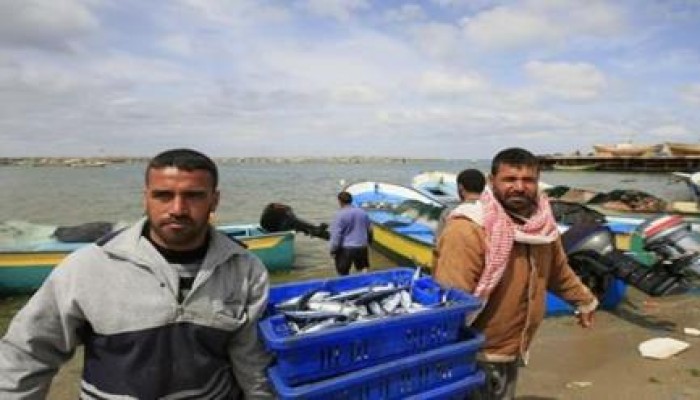 نقيب الصيادين في غزة تم صيد 20 طن سمك منذ ليلة أمس