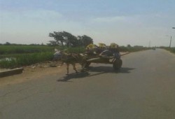بالصور إبداع الثوار: فاعلية بالكاروو بدميرة رافضة للإنقلاب ﺿﻤﻦ ﺍﺳﺒﻮﻉ "‫‏ﺻﻮﺕ ﺍﻟﻐﻼﺑﺔ"