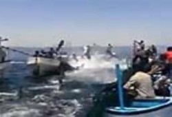 بالفيديو.. الأسماك تقفز إلى قوارب الصيادين بغزة بعد العدوان الأخير على القطاع