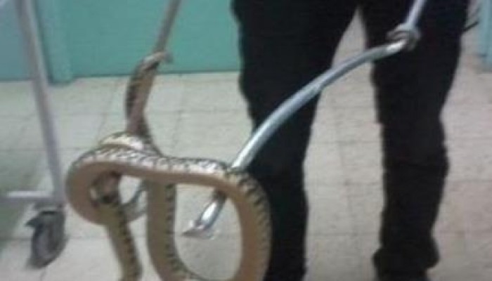 العثور على ثعبان طوله 2 متر بمستشفى التأمين الصحي بمدينة نصر