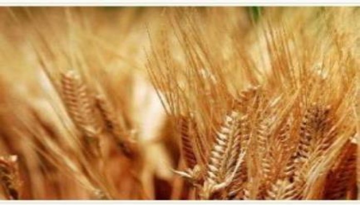 تموين الانقلاب يكذب نفسه ويستورد 55 ألف طن قمح أمريكي أكتوبر القادم