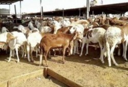 تجار المواشي يشكون كساد السوق قبل عيد الأضحى