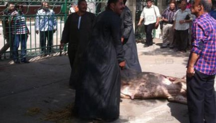 فلاحو الغربية المتضررون من "القلاعية" يلقون مواشيهم النافقة أمام ديوان المحافظة