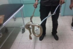 الصحة في زمن الانقلاب.. المستشفيات مصدرًا للأمراض الفتاكة والزواحف القاتلة