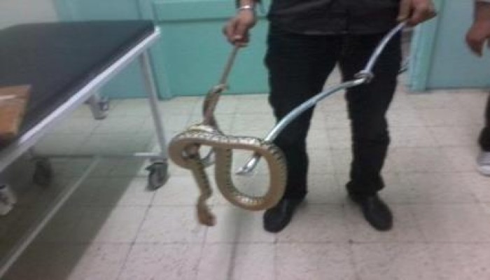 الصحة في زمن الانقلاب.. المستشفيات مصدرًا للأمراض الفتاكة والزواحف القاتلة