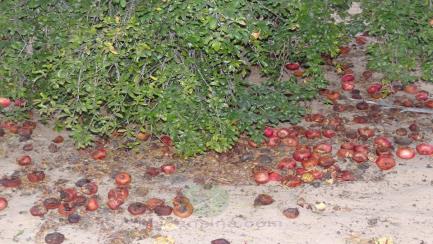 فى عهد الانقلابيين فساد اكثر من ثلت محصول الرمان بسيناء والزراعة ودن من طين وودن من عجين