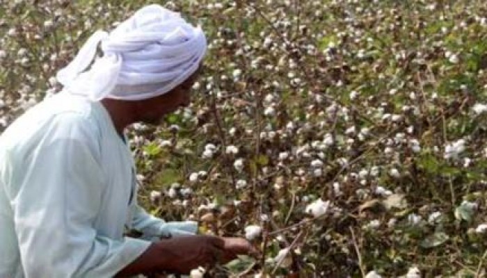مزارعو القطن يتهمون حكومة الانقلاب بتخليها عن دورها في التسويق