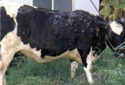 حكومة الانقلاب تتجاهل انتشار الجلد العقدى بسوهاج