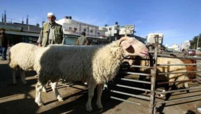 الغلاء يقضي علي "الأضحية" بالعيد