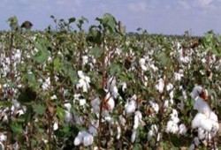 عهد السفاح فلاح يحرق محصول القطن بسبب عدم  كفايته لقضاء مصروفاته وديونه