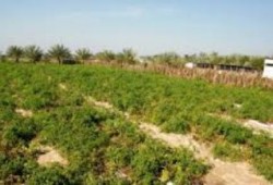 ملاك أراضي الحزام الأخضر يتظاهرون أمام "وزراء الانقلاب"