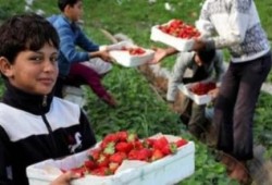 لأول مرة منذ الحرب الأخيرة..غزة تعاود تصدير محاصيلها