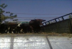 السيسي يرسل محافظ البحر الأحمر برشوة لأهالي حلايب وشلاتين