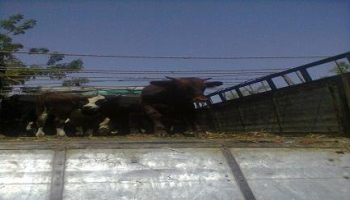 السيسي يرسل محافظ البحر الأحمر برشوة لأهالي حلايب وشلاتين