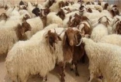 أوقاف الانقلاب تسرق فكرة "جلود الأضاحي" من "بر" الإخوان