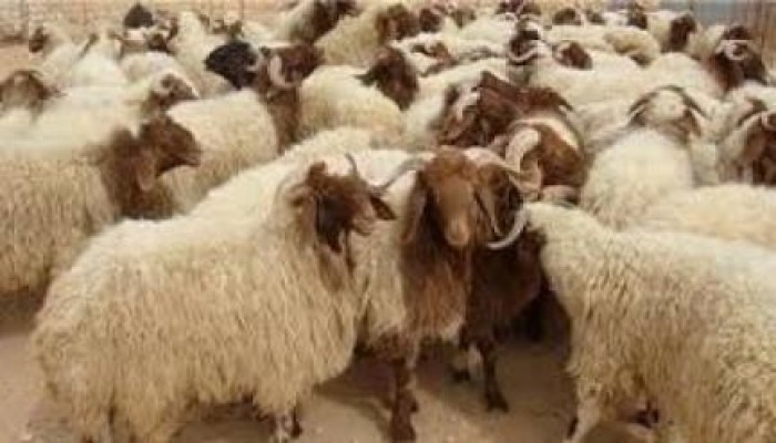 أوقاف الانقلاب تسرق فكرة "جلود الأضاحي" من "بر" الإخوان