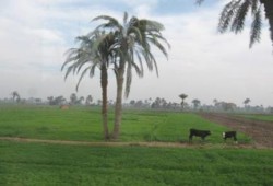 إهمال الانقلاب.. تبوير 500 فدان من أجود الأراضي بالشرقية