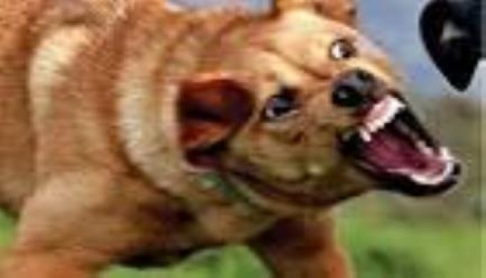 عهد السفاح كلب ضال يعقر أكثر من 20 مواطن بالدقهلية