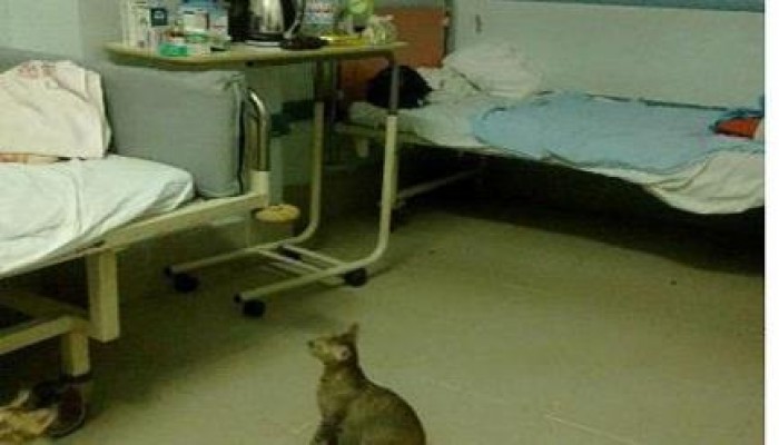 الانقلاب ينظم قوافل طبية لمساعدة انقلابيي ليبيا ومستشفيات مصر "تشكو"