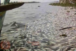 نحس الانقلاب: نفوق آلاف أطنان الأسماك بكفر الشيخ.. كارثة بيئية وخراب بيوت الصيادين