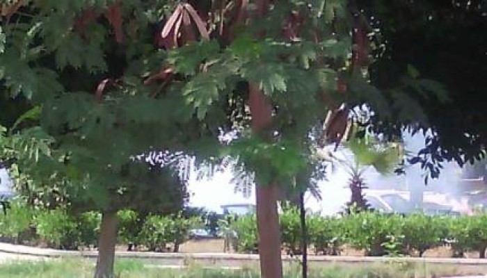 بالأسماء.. مليشيات الانقلاب تعتقل 7 طلاب من جامعة الأزهر