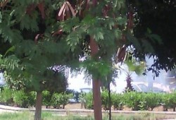 بالأسماء.. شرطة الانقلاب تعتقل 7 طلاب من جامعة الأزهر