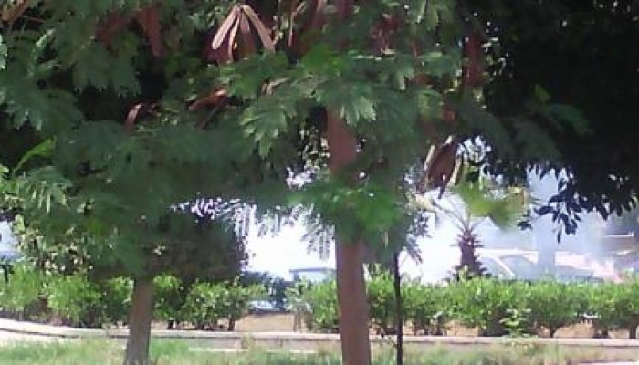 بالأسماء.. شرطة الانقلاب تعتقل 7 طلاب من جامعة الأزهر