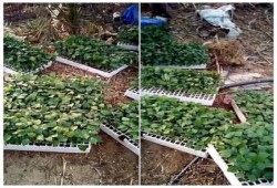 مزارعو الإسماعيلية يشكون ارتفاع سعر الشتلات والأسمدة والمبيدات