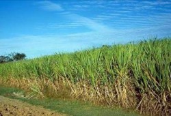 احتجاج مزارعوا القصب بأسوان بسبب إرتفاع أسعار الأسمدة