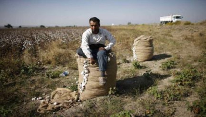 غضب لفلاحى بلقاس بالدقهلية بسبب ضياع محصول القطن لهذا العام