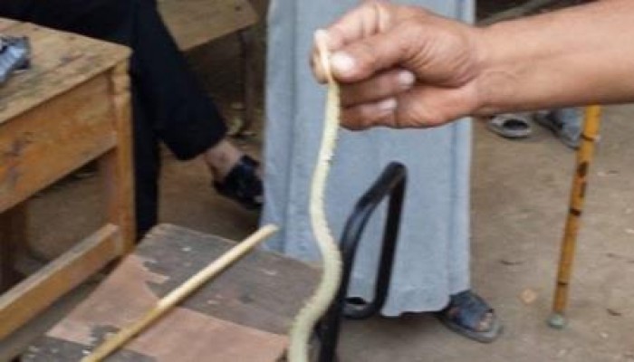 كوارث الانقلاب: الثعابين منتشرة فى مدرسة الشناويةالابتدائية ببنى سويف