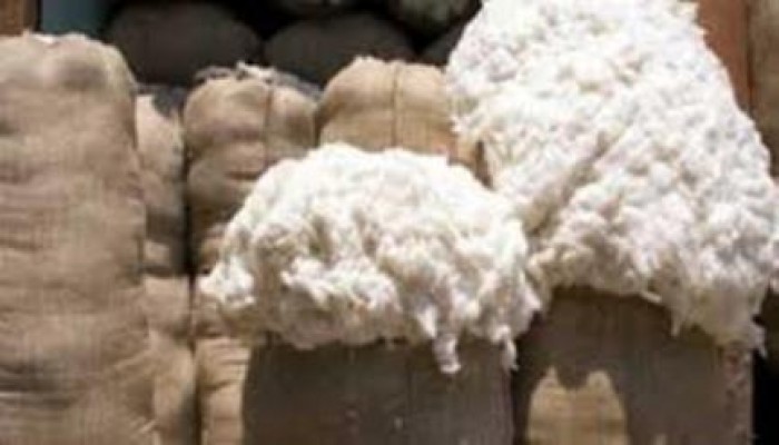 مليار و 850 مليون جنيه خسائر الفلاحين بعد فشل الانقلاب فى تسويق القطن