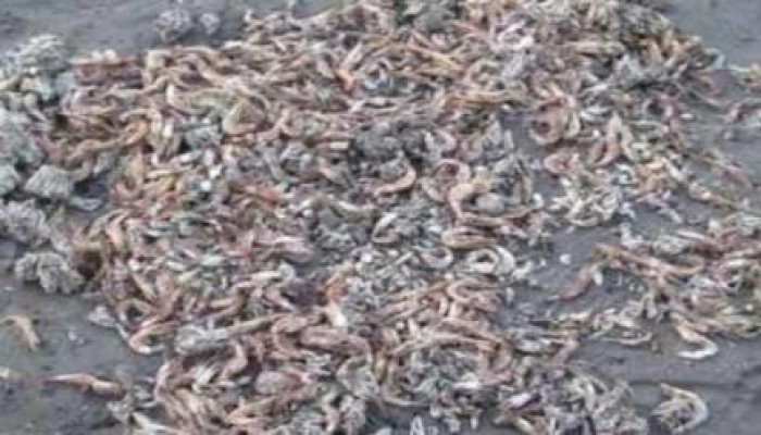 سخط صيادي دمياط لنفوق الجمبري