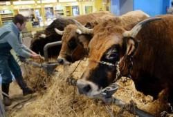 الانقلاب يواصل التسول.. 19 ألف رأس ماشية جديدة من الإمارات