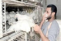 إصابة حالتين جديدتين بأنفلونزا الطيور بالمنيا وأسيوط
