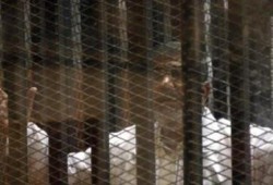 ممثل نيابة الانقلاب (أبناء الكاراتية): يكفر الرئيس والإخوان في مرافعته