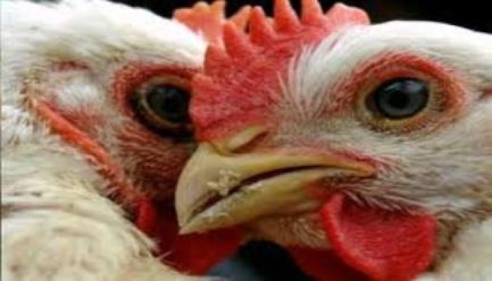 الاشتباه في إصابة حالتين بالإسماعيلية بـ"إنفلونزا الطيور"