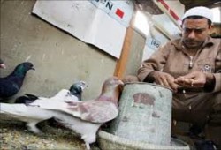 الصحافة الأجنبية تبرز عودة "إنفلونزا الطيور" لمصر في صدر موضوعاتها