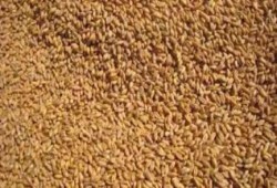 تموين الانقلاب: نطحن القمح المصرى بترابه وحصاه