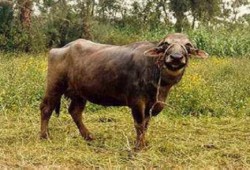 إهمال بيطري الانقلاب وراء غلق أسواق الماشية بالمنوفية