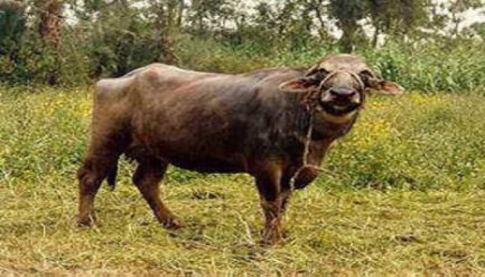 إهمال بيطري الانقلاب وراء غلق أسواق الماشية بالمنوفية